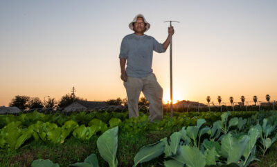 Vegetable Farming